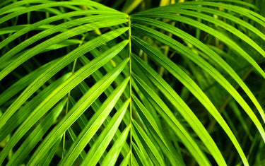 15 PARLOR PALM Neanthe Bella Palm Chamaedorea Elegans Tree Houseplant Seeds